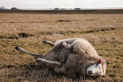 Drachtig schaap in onmacht (verwenteld, op de rug) - Pregnant sheep on it's back